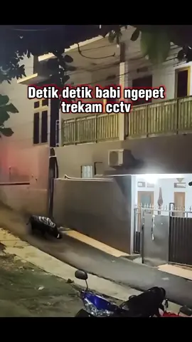 #fypシ゚viral detik detik babi ngepet terekam cctv