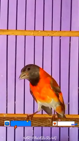 GURU VOKAL MURAI BATU SAYA #muraibatu #muraibatumania #muraibatumalang #fypシ #muraibatumedan #muraibatuindonesia #masteran #masteranmuraibatu #redsiskingacor #redsiskin #redsiskindoubledilute 