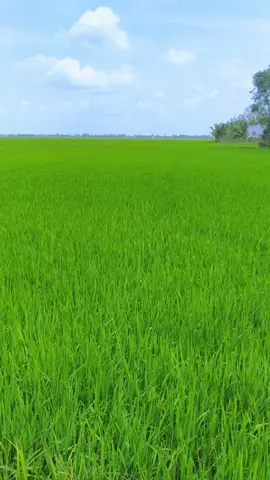 Thật là bình yên 😔😔 . #tậplamedit #xuhuong #Bìnhyen #cánhđồnglúa #clipngắn 