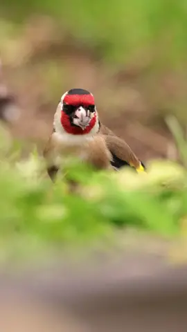Los colores del jilguero en esta época 😍 #jilguero #goldfinch #goldfinches #europeangoldfinch #cardueliscarduelis #chardonneret #wildlife #wildlifephotography #fauna #fotografiadefauna #nature #naturephotography #naturaleza #animals #bird #birds #birdsoftiktok #birding #birdingtiktok #birdingphotography #ave #aves #fotografiadeaves