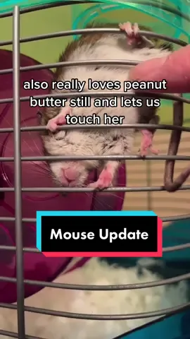 Replying to @almostamish I’m going out on a limb here but pretty sure she’s the same mouse. 🤣 #fyp #foryou #foryoupage #mouse #mousetok #animalrescue #wildliferescue #wildmice #miceoftiktok 