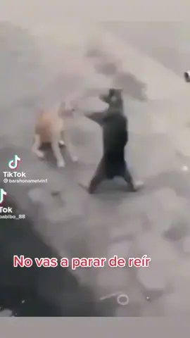 Te vas a morir de la risa 🤣 #humor #chiste #risa #parati #duo 