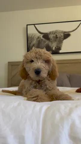 He ate this up 😤 #dog #photography #dogphotographer 