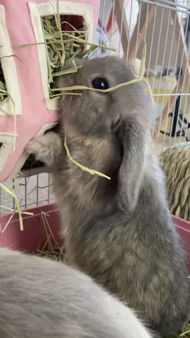 Love watching them use this hay feeder😂🐰 #cutebunnies #babybunnies #bunnieseating #princessbunnyboo #fypage