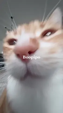 Cleo was not impressed 🤪  #popipo #funnycat #viral #pet #animals #fun #catsoftiktok #cute #boop #cattok #haha #catmom #ilovemycat #PetsOfTikTok 