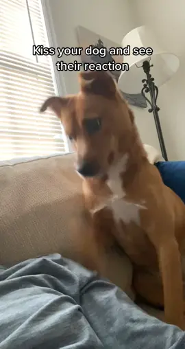 I can’t tell if she liked it or not #funnydogs #dogsoftiktok #fypシ #viral