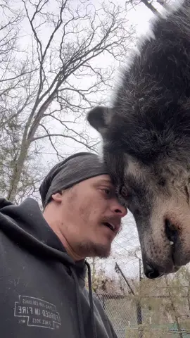 Them vocal loves are the best. #zookeeper #wolf