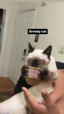 Moon was digging in #siamesecat #catsoftiktok #cattiktok #fyp #funny #viral 