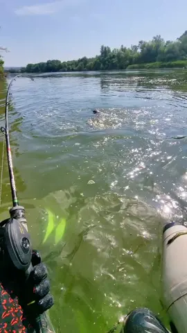 🔥🔥🙂 #fishing #pesca #wedkarstwo #catfish #siluro #sum #monsterfish #spinfishing #rivergishing #predatorfish #sports #deporte 