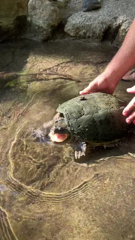 A Snappin Turla!  #snappingturtle #commonsnappingturtle #turtle #iliketurtles 