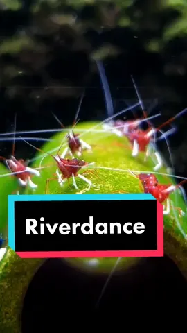 Riverdance shrimps 🇮🇪🍀 #fyp #shrimptok #PetsOfTikTok #aquariums #plantedtank #fishtok #shrimp #fy #foryou #funny #fyp #xyzbca 