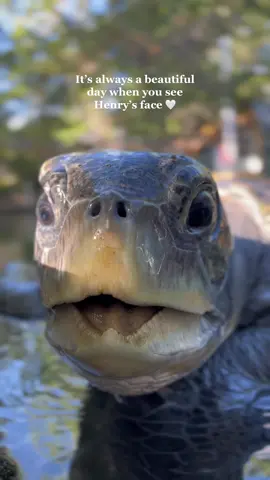 The way the sun shines on Henry’s face 😍 #TheaterOfTheSea #seaturtle #turtle #rescuedanimals #animalsoftiktok #floridakeys #mrbluesky 