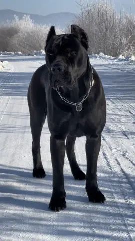 #tiktokdogs #fullblack #canecorso #blackpanter #watchguard #wintertime #doglover #blackonblack #sigma #sigmadog 