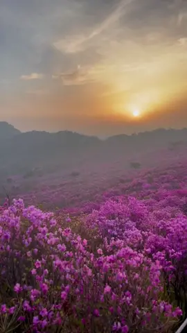 Good morning 😊🌄 south korea 🇰🇷💕#Vlog #vlogger #traveltiktok #travel #CapCut #tranding #1m #foryoupage #foryou #beautifullplace 