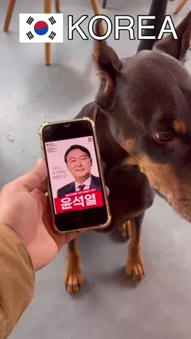 개들도 알아보는 정치인들 (러시아밈) #도베르만 #러시아밈 #tiktok #추천