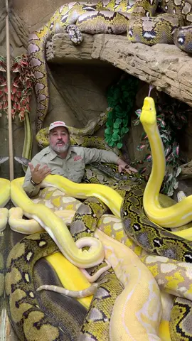 So we are all different and that’s what makes us all special 🙌 I know that some people don’t understand me and I’m sure the same is true for some of you but I am curious do you have some passions and dreams maybe you don’t talk about well you can see mine lol  By now you can probably see mine are animals and snakes are on the top of my list !These are all snakes🐍I raised from babies 🤣😱 they are beautiful to me and amazing ##your##hobbies##pasion##dreams##animals