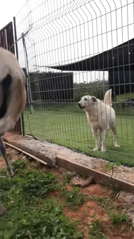 חברות שהיא קצת אחרת #חוותקרןאור #חברות #קבלתהשונה #כלבים #חמורים #נכה #שיקום #ויגןפרנדלי #חיותמצחיקות #חברים ##התנדבותמשמעותית ##friends