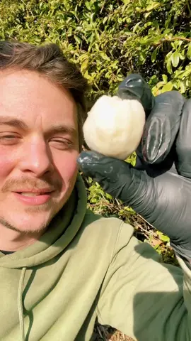 L’achacha est un fruit originaire de Bolivie proche cousin du mangoustan il est plein d’antioxydants qui aide a ralentir le vieillissement des cellules et en plus il est divinement bon il est aussi appelé ACHACHAIRU qui signifie bisous de miel. #fruit #croissyfruits #decouverte #antioxidants #healthy 