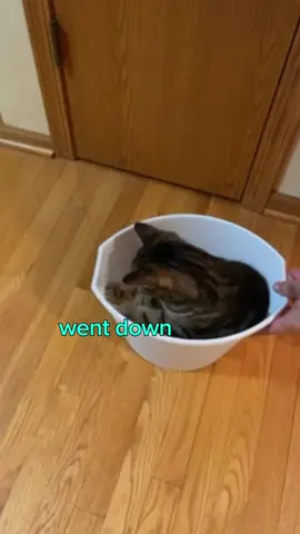 Kitty sea shanty🥛 #fyp #cats #catsoftiktok #voiceover #vo #dub #voiceactor #voiceacting #animalsreact #compilation #seashanty 