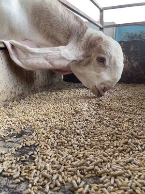 انتاج المراح #الماعز_الحجازي #صنف #غنم #نوادر #ماعز_حجازي #ماعز_حجازي #مزاين #معزا #اغنام 