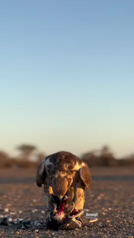 #محمد_بن_فطيس #مقناص 