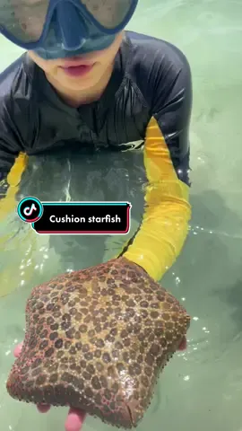 Leo finds a pillow cushion starfish at the beach on koh lipe #travelwithkids #gapyear2023 #wanderschool #starfish #cushionstar #echinoderms #kohlipe #airnomads #scuba 