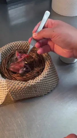 @sanantoniozoo Built in mouth targets make crested coua snack time a breeze! 🎯🎯🎯 . . . . . . . #animals #cuteanimals #animal #zoo #aww #fyp #foryou #fy #animals #wildlife #cuteanimals #animal #zoo #zoos #animalsofig #animalsofinstagram #animaladdicts #animallovers