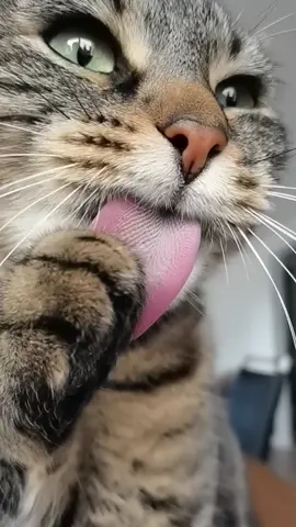 Happy weekend 🌞😻😛😻🌞 #cat #cats #catsoftiktok #fyp #viral 