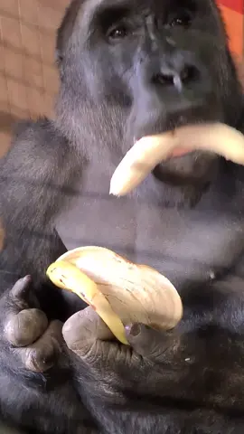 This is the best way to eat a banana! #gorilla #mukbang #asmr #fyp #fypシ #foryou #foryour #eating #fypage #eating #banana #foryourpage #foryoupage 