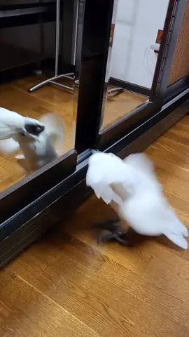 I feel good! #ifeelgood #jamesbrown #vogel #funnyparrotvideos #funnyparrot #pappagallo #perroquet #papageien #papagei #cuteanimals #funnyanimals #papagali #umbrellacockatoos #cockatoolife #cuteanimalsoftiktok 