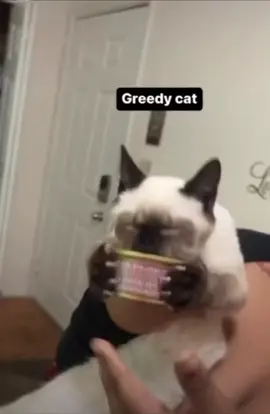 #kitty #kittens #tiktok #viral #eating #food #animals #baby #cat #cats #nomnom #like #share #meow #funny #hdr #hungry #firday #weekend #luagh #animailsoftiktok 