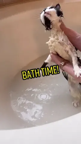 Replying to @cornbread.and.the.girls Here’s the 60-second version of a Phoebe bath! All told (including giving reparation treats, brushing her, cleaning the tub, and starting to launder the towels) the process takes under 30 minutes 💛 Phoebe passionately dislikes the blow dryer, so we opt for a warm blanket on a heating pad as she air dries.  {Phoebe gets a bath once every 3 weeks or as-needed. Our typical cats do not get regular baths.} #catsoftiktok #catbath #cerebellarhypoplasia #chcat #wobblycat #specialneedspet #VocêNasceuParaMudar 