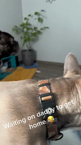 Waiting on daddy to get home 😂 😂 #fyp #soberlife #mylovemylife #godfirst #Love #dogsoftiktokfyp #dogs #frenchiesoftiktok #crazydog #cleanlifestyle #lovedogs 