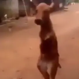 Deer with no arms walking upright #meme #darkhumour #fyp #animals #funnyvideos 