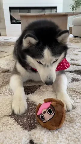 @barkbox has the perfect gift for your furry valentine this year. Use the link in our bio to order today and receive a FREE Yeti dog bowl! #ad #superchewer #ValentinesDay #dog 