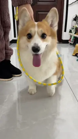 #corgi #corgipuppy #coegisoftiktok 
