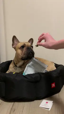 Нагадуємо, з промокодом “Richi” -15% ❤️ #французськийбульдог#україна🇺🇦#frenchbulldog 