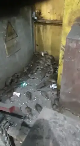 😮 😮 #rats #workingdog #pestcontrol #