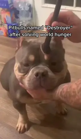 #pitbull #slander #viral 