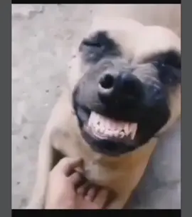 La risa insana no exist : automáticamente firulais 🐶😂#firulais #humor #memes #risa #animales #comedia #foryou #fyp #fypシ #foryoupage #viralvideo #viral 