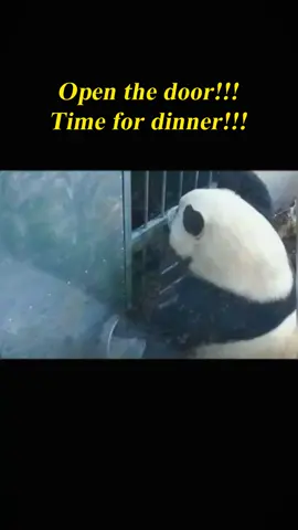 He came early with his bowl to guard the door of the dining hall, waiting for the meal to start.😂🤣#panda #pandaexpress #pandasoftiktok #funny #funnyanimals #cute #fyp #foryou #trending 
