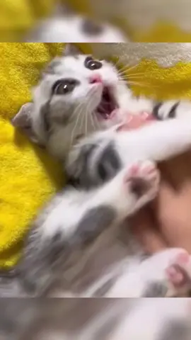 So happy 🥰#cat #pets