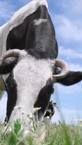🐄 Dairy Cows Grazing in Field. Cows Walking and Eating Green Grass. Background Blue Sky with Clouds  