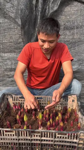 Củ ly kép khoẻ quá các bác ạ#hoahonganh#hoahongmelinh#culykep 