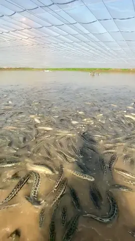 fish farm of snakehead #fishingmedia #tiktok #fishing #foryou 