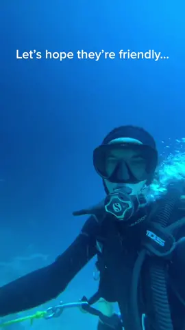 Let’s hope they’re friendly…  . . 🎥 @polramos on IG  . . #EXTREME #UNREEL #ExtremeSports #Diving #Sharks #GreatWhiteShark #TigerShark #Ocean 