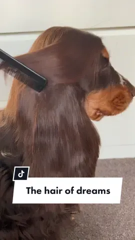 #fyp #viral #fy #dogsoftiktok #dogs #hattieshair #hattieshairstyles 
