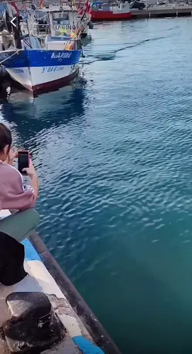😱🤩a tuna strolling in a boat harbor🤩😱#tuna #thon #fishinglife #fishingtiktoks #epic #tiktok #pourtoi #nature #wildlife #fishingaddict #tunafishing 