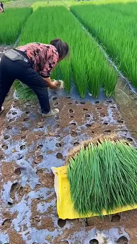 Cosecha de Cebollín mujeres que inspiran 👸🌱💪👏  #inversioneselvillorro #agriculture #farming  #campo #agro #agricultura #siembra #mujeresqueinspiran #siembra #mujeres  #princesa 