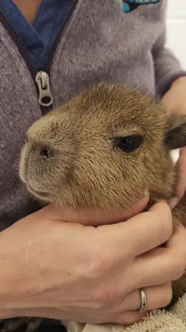 When the pets hit just right! Meet our newest baby Capybara, Coconut! #Cappybara #ZooWorldPCB #pcbflorida #Love #fyp #foryoupage #babyanimalsoftiktok  #cappybarasoftictok 